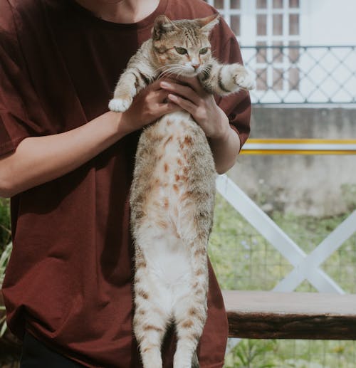 Free stock photo of cat, holding cat, human hands