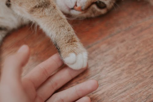 Lying Cat Touching Hand