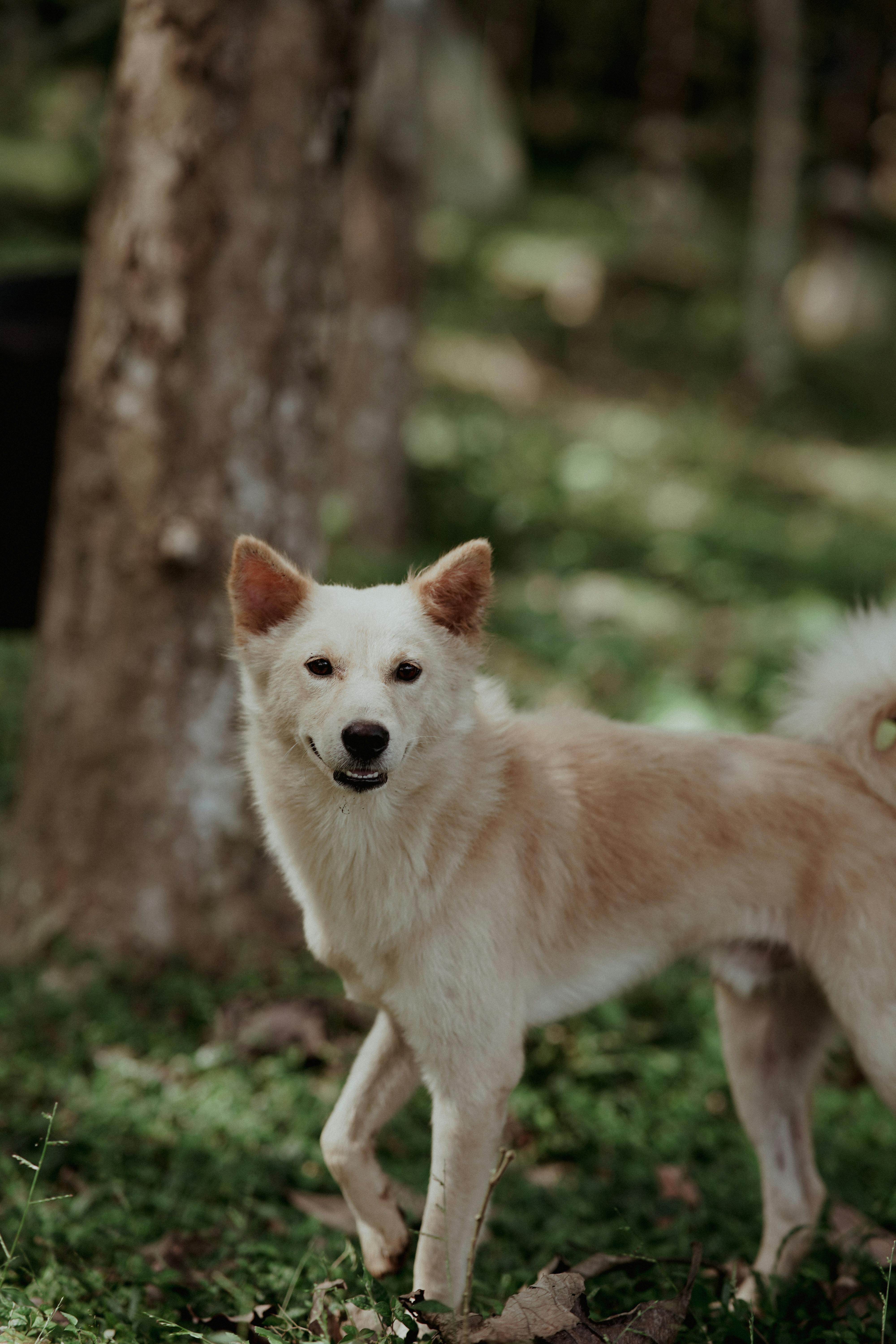 beige dog against tree