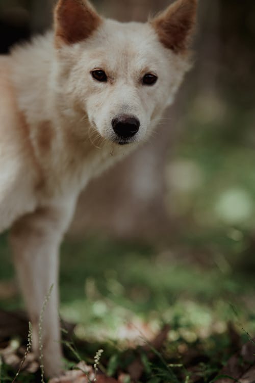 公園, 動物攝影, 可愛 的 免費圖庫相片