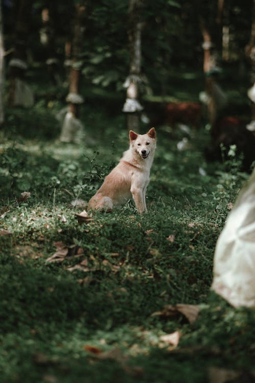 Immagine gratuita di animale domestico, cane beige, erba