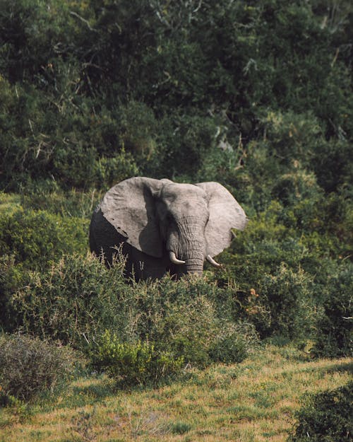 Gratis stockfoto met beest, natuur, natuurfotografie