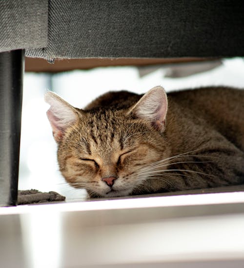 Sleeping Tabby Cat 