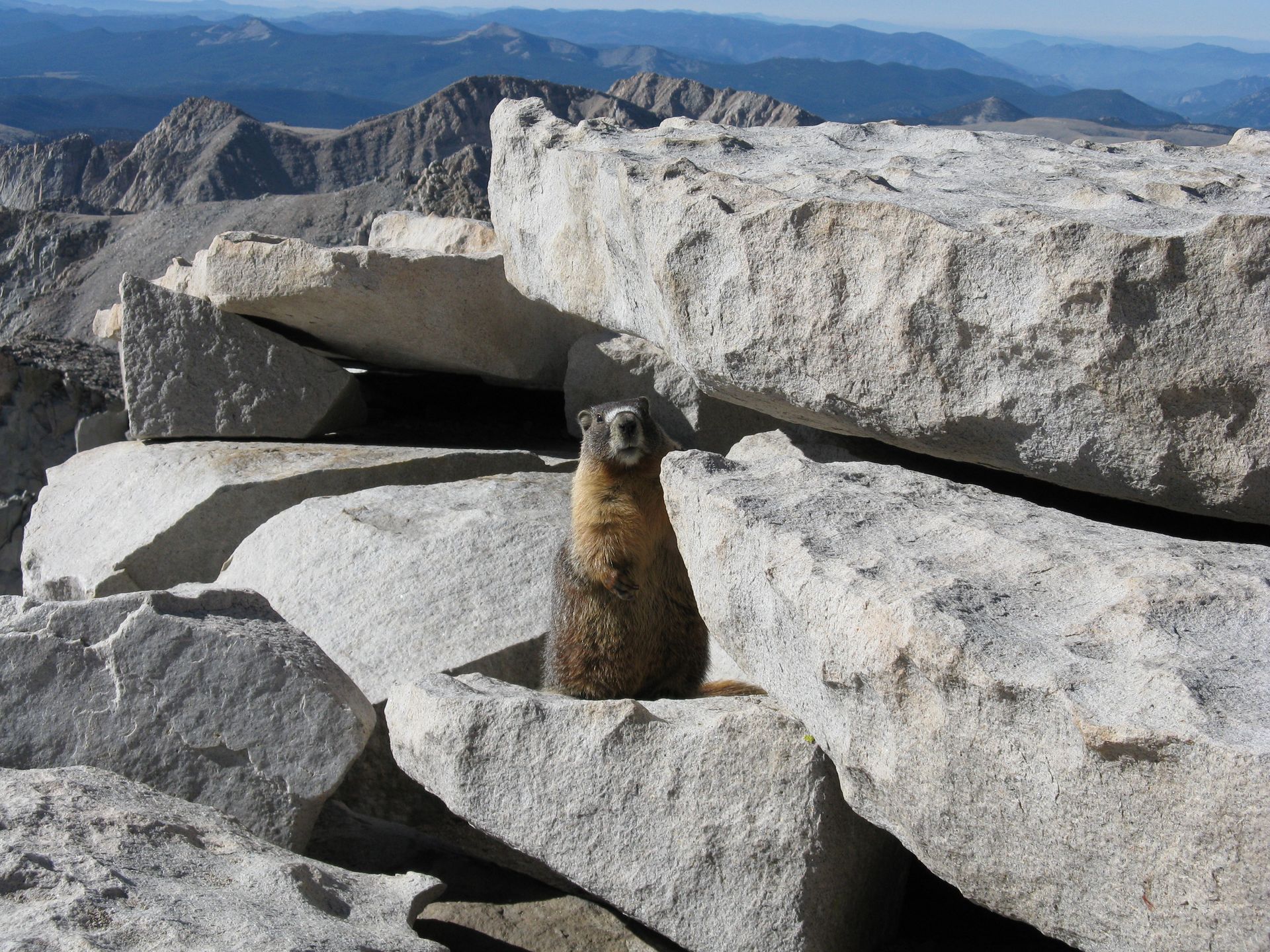 Marmot on a Rocky Beach