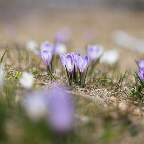 Fotos de stock gratuitas de Alpes, alpes franceses, fleur