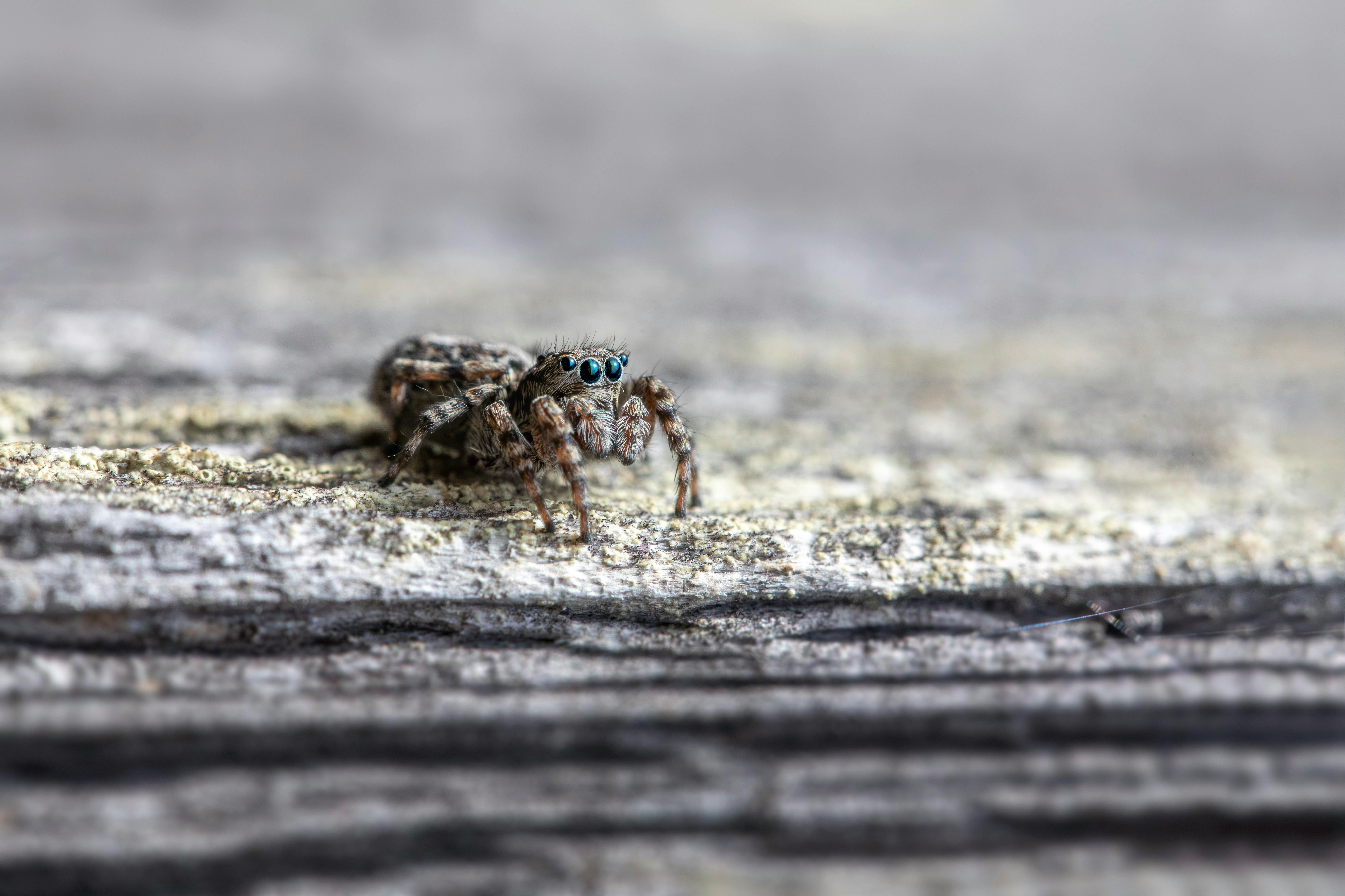 Why Do Puppies Have Wet Noses? Exploring the Biological Purpose