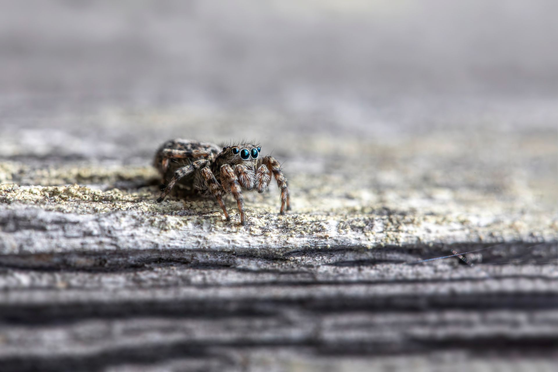 A small spider sitting on top of a wooden surface
