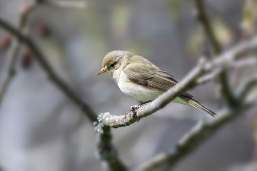 Free A small bird perches delicately on a branch, captured in a natural habitat. Stock Photo