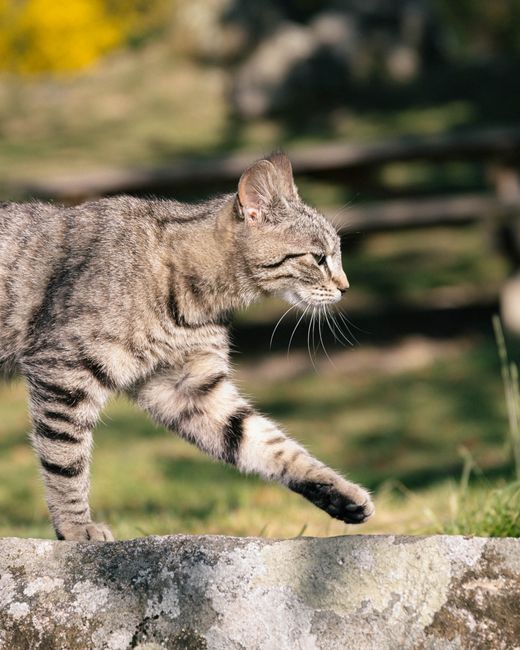 A tabby cat gracefully walking on a stone wall in a sunny outdoor setting.
