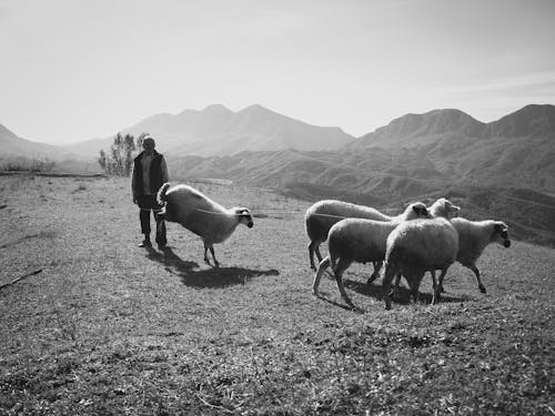 Man with Sheep in Mountains