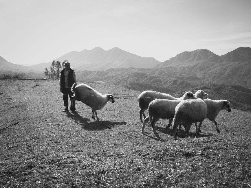 Black and white image of a shepherd guiding sheep in the mountainous region near Tirana, Albania.