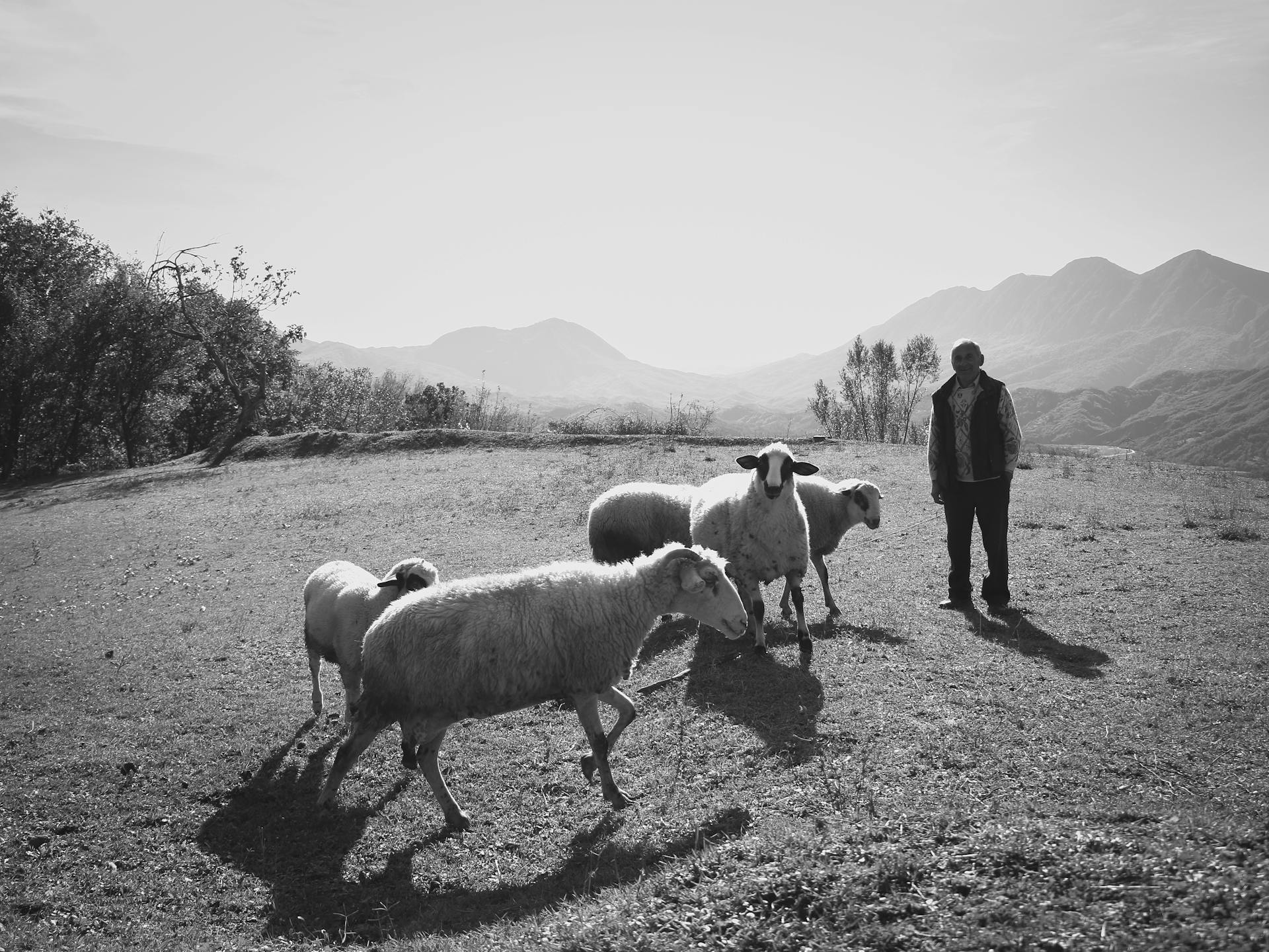 Shepherd with Sheep on Pasture