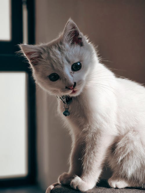 Foto stok gratis anak kucing, cute, fotografi binatang