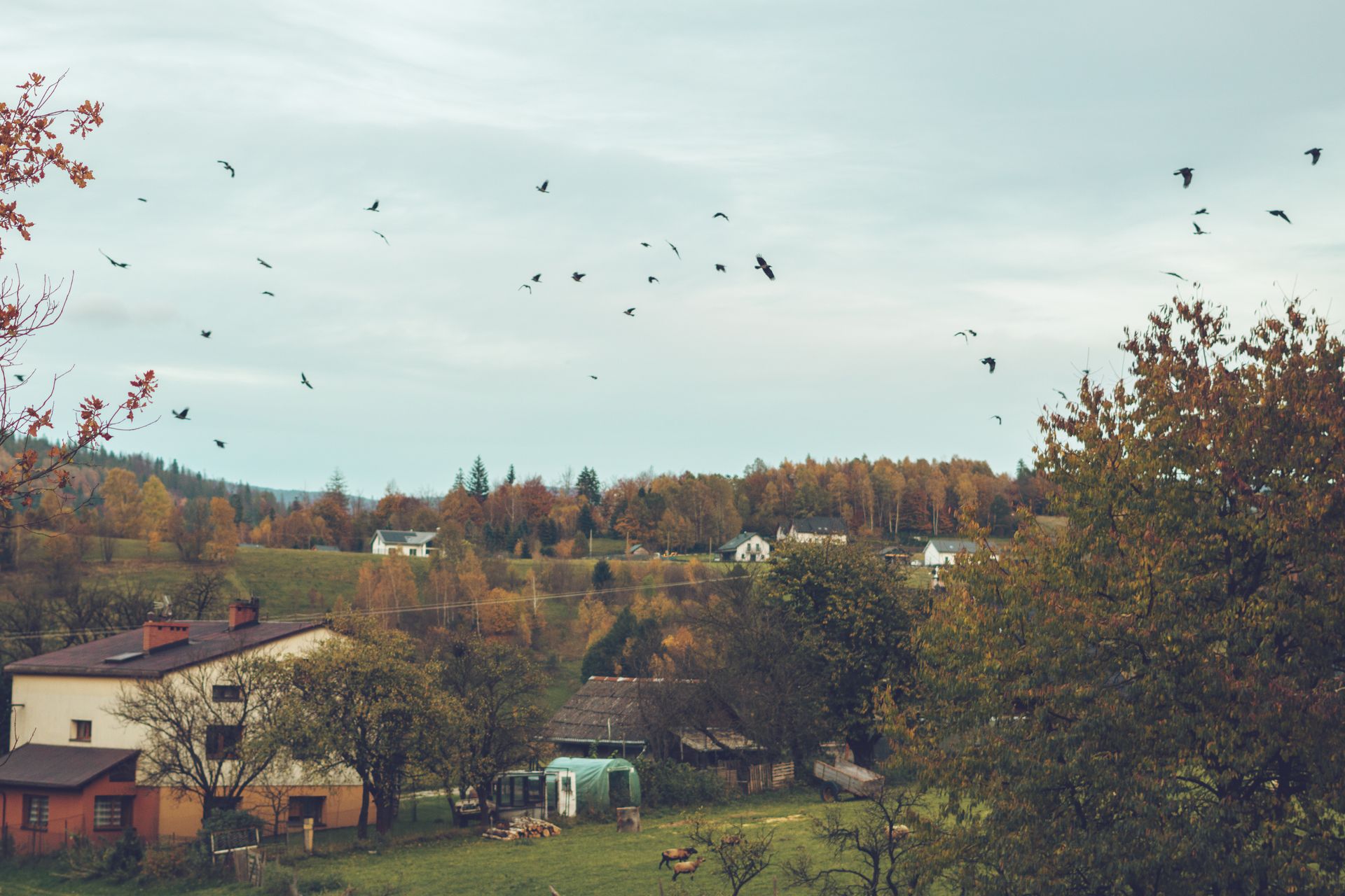 Idyllic countryside setting with birds flying over a rural village in autumn.