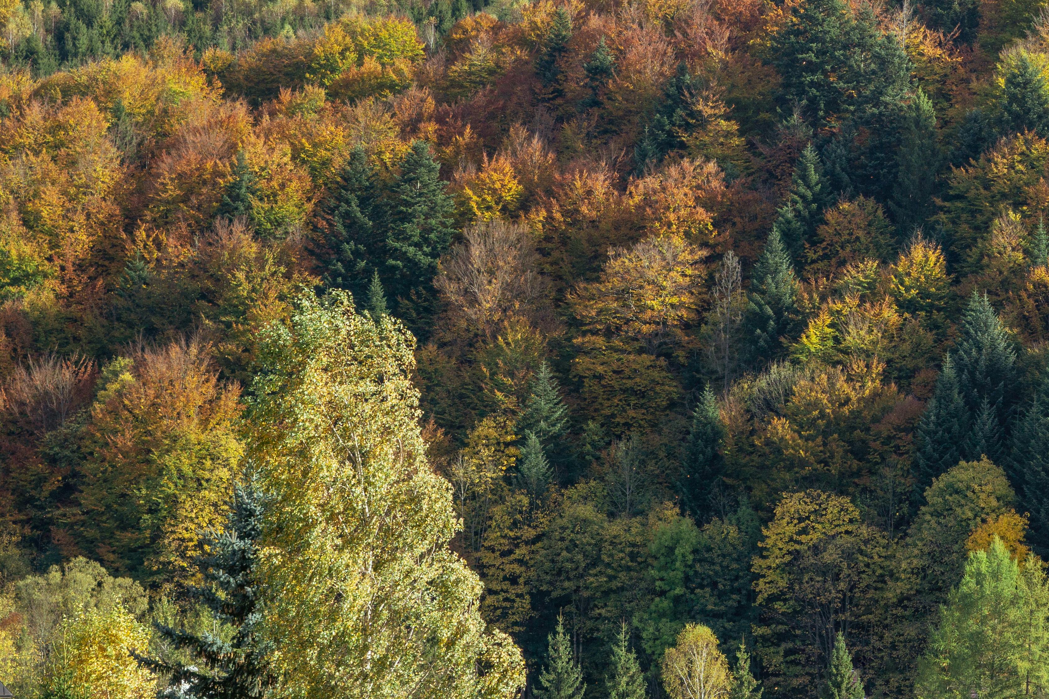 Aerial view of a lush autumn forest with diverse tree colors in fall.