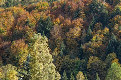 Deep, Green Forest