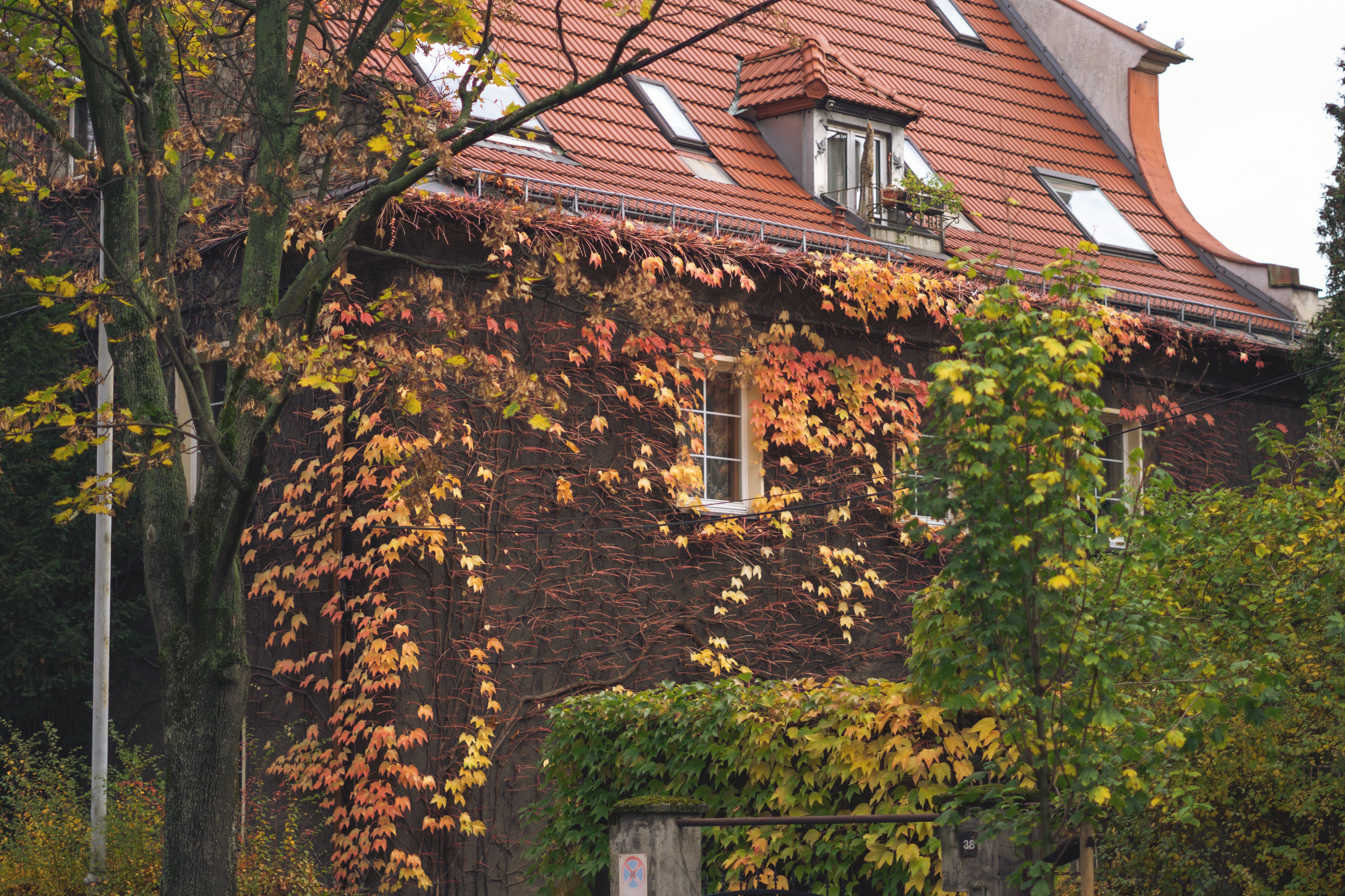 Hausdach mit Herbstbäumen im Hintergrund