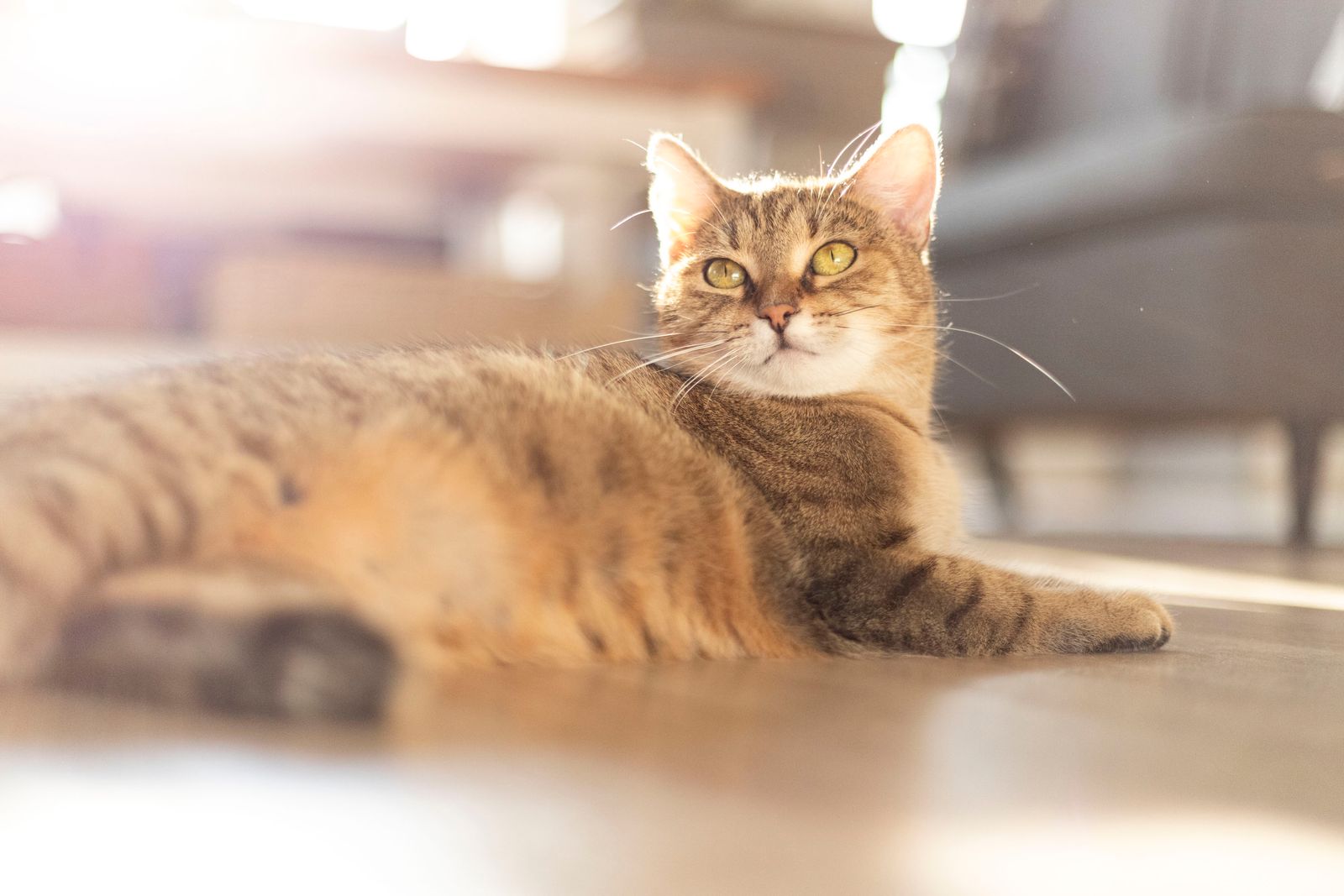 A relaxed short-haired tabby cat lying indoors with its ears forward