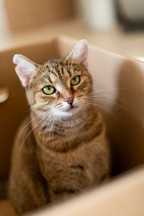 Free Adorable tabby cat sitting comfortably in a cardboard box with a curious expression. Stock Photo