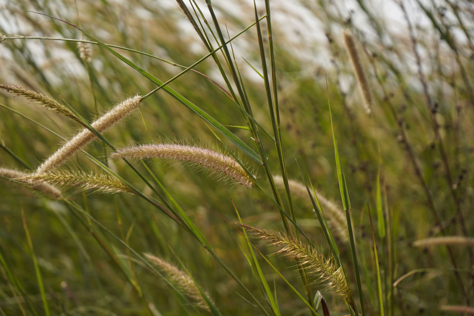 Detailed shot of ornamental grass in a lush green meadow, showcasing natural growth.