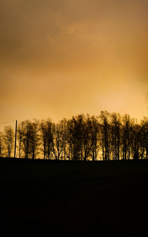 Free A captivating silhouette of trees against a vibrant yellow sky during sunset. Stock Photo