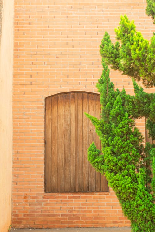 Fotos de stock gratuitas de árbol, de madera, hojas