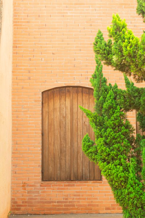 Free A vibrant green leafy plant in front of a rustic wooden door set in a brick wall. Stock Photo