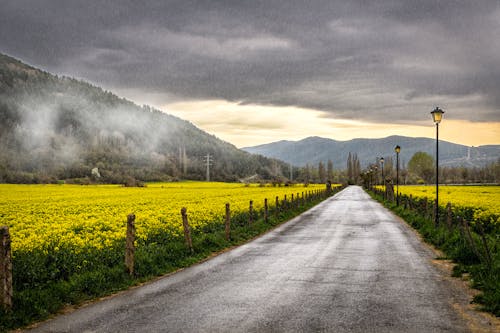 View of a Road between Canola Fields in Mountains 