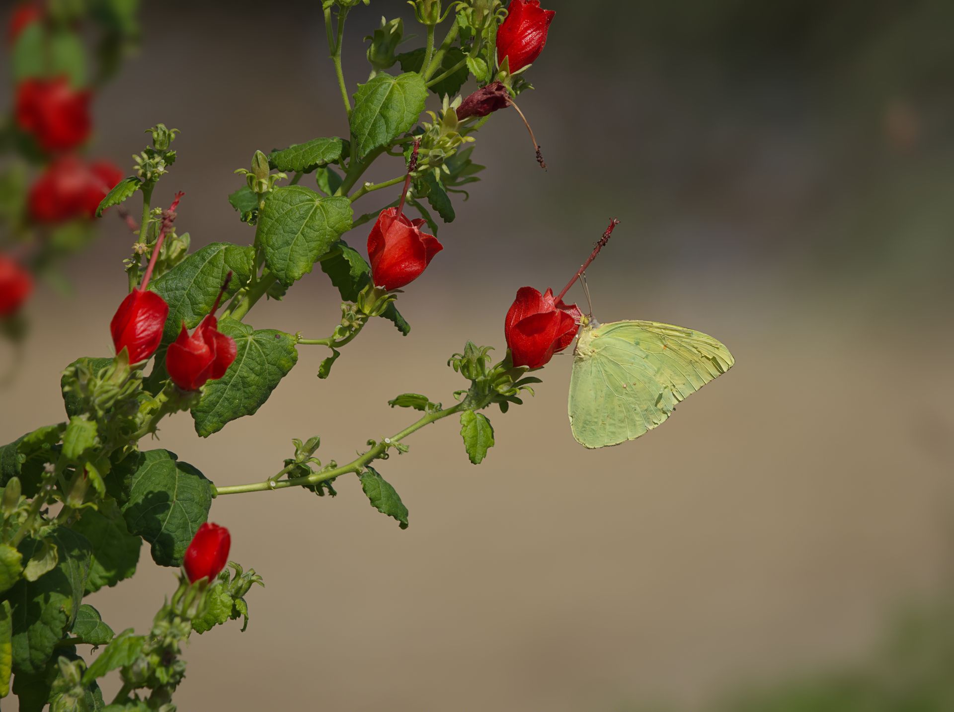 A green butterfly perches delicately on vibrant red flowers in a natural Fort Worth setting.