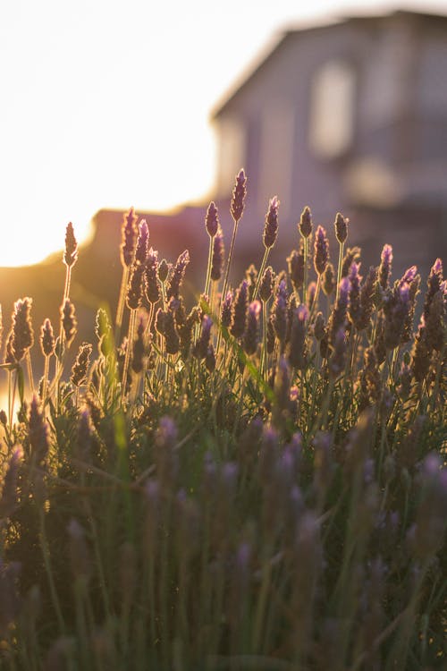 Foto profissional grátis de atardecer, de flores, flor