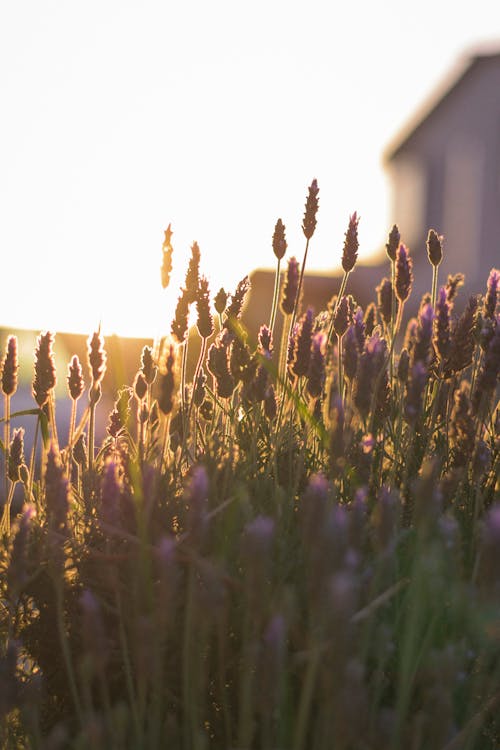 Wildflowers in Sunlit