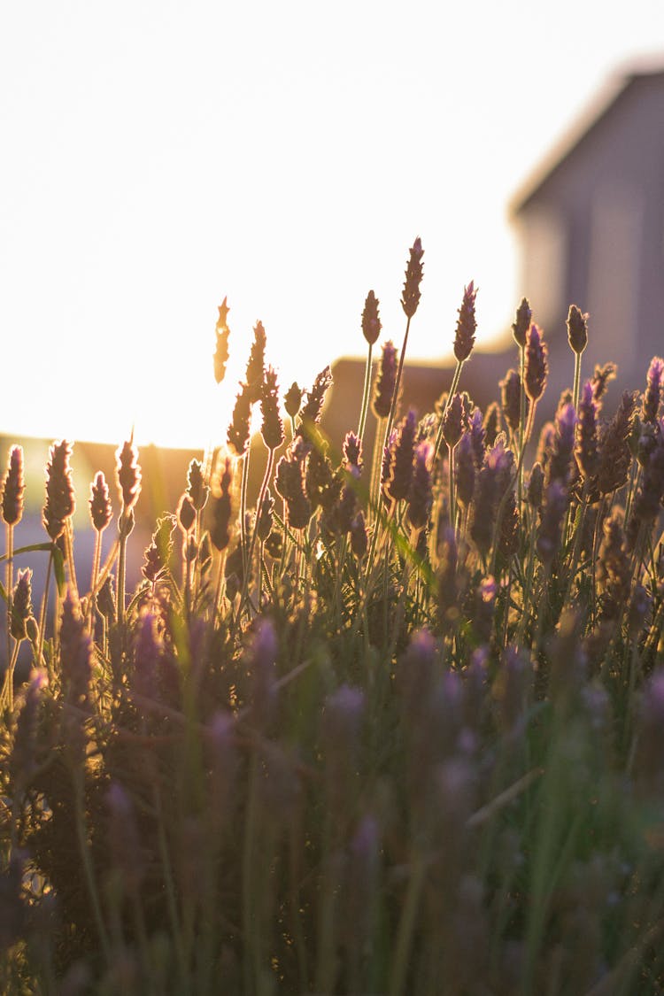 Wildflowers In Sunlit