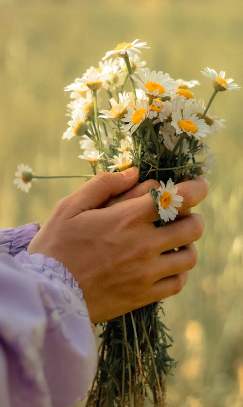 Kostnadsfri bild av blommor, chamomiles, håller