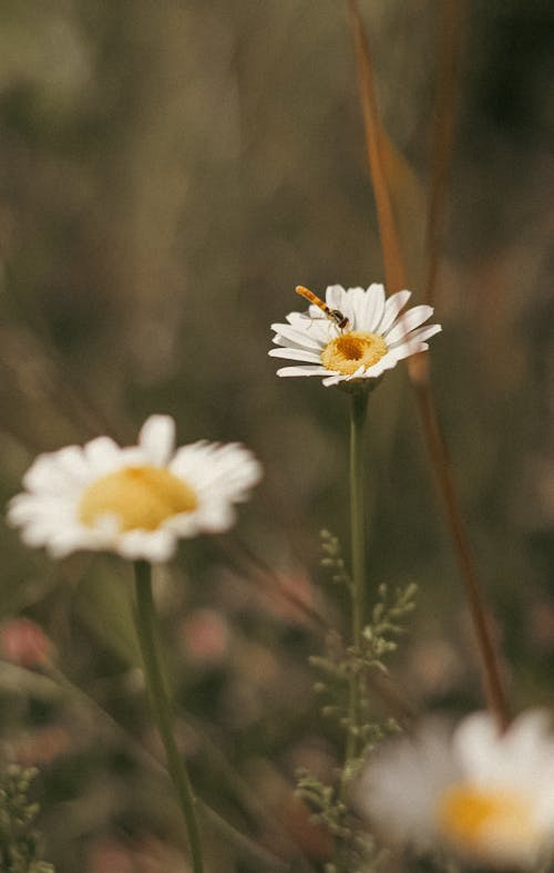 Fotobanka s bezplatnými fotkami na tému harmanček, hmyz, kvety