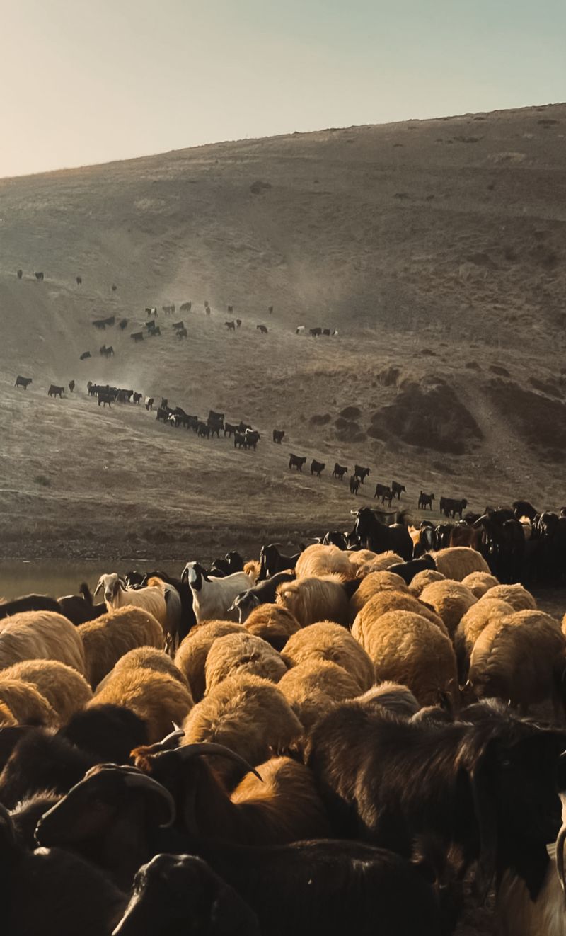 Close-up Photo of a Herd of Sheep · Free Stock Photo