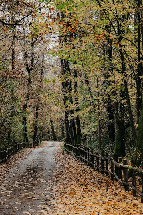 Foto profissional grátis de árvores, cenário, declínio