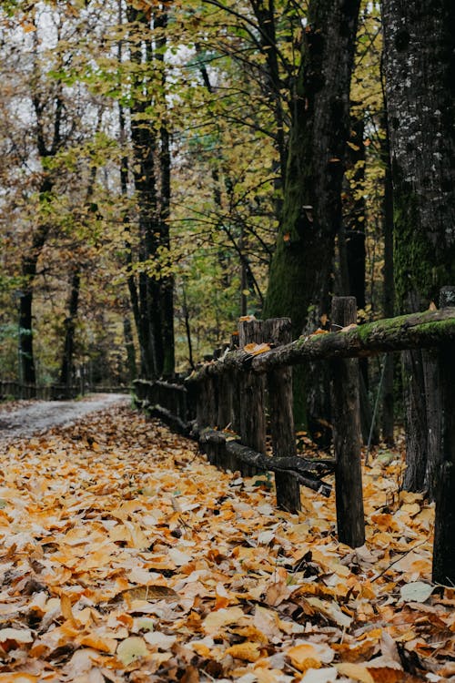 무료 가을, 간, 나뭇잎의 무료 스톡 사진