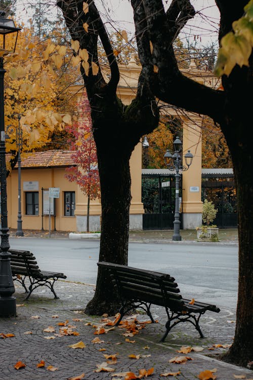 Trees and Benches by Street in Autumn