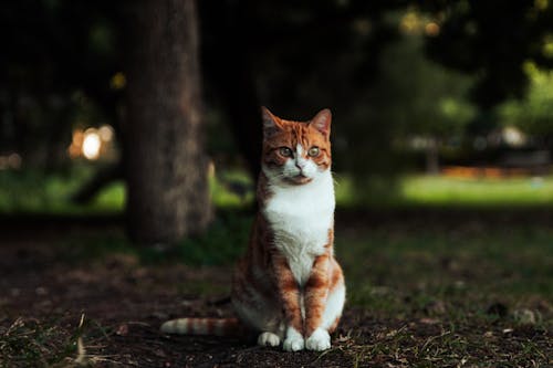 Staring Ginger Cat in the Park