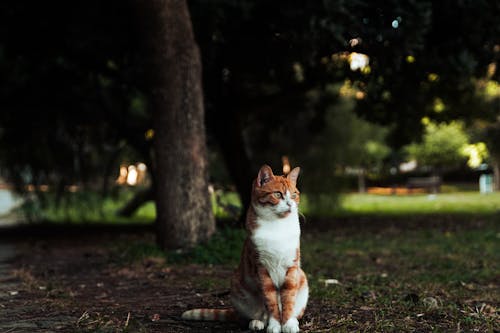 Ginger Cat Sitting on Grass in Park