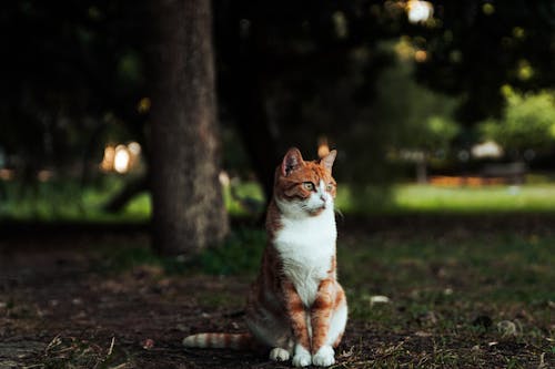 Sitting Red Cat Looking Around the Park