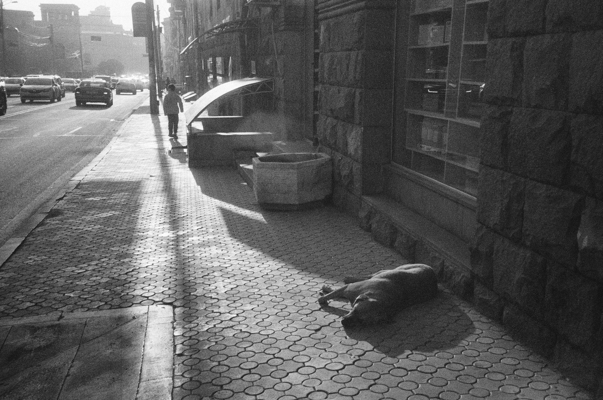 Stray Dog Lying Down on Sidewalk