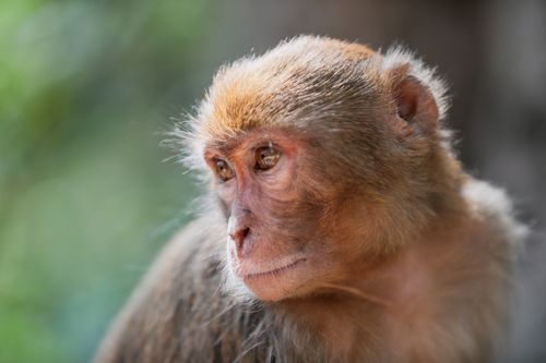 Free Detailed portrait of a Rhesus Macaque in India showcasing expressive features. Stock Photo