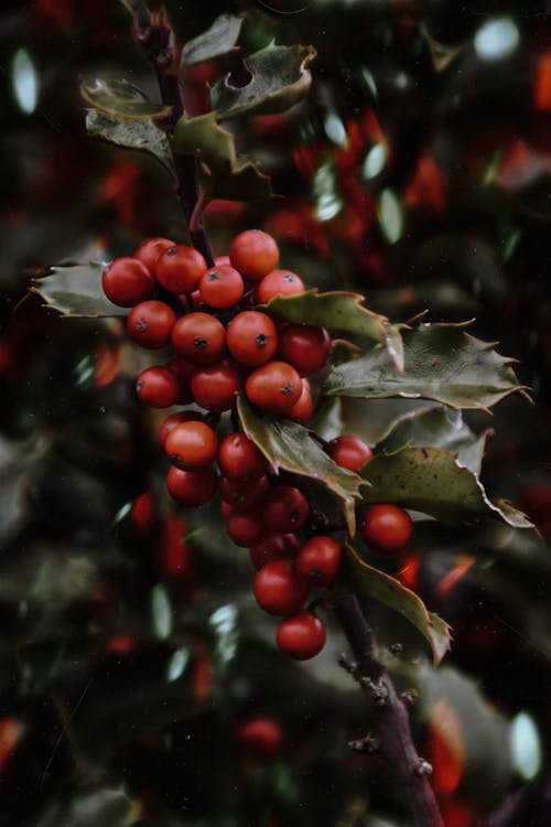 Close-up of Rowan Berries 