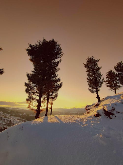 Fotobanka s bezplatnými fotkami na tému chladný, evergreeny, hory