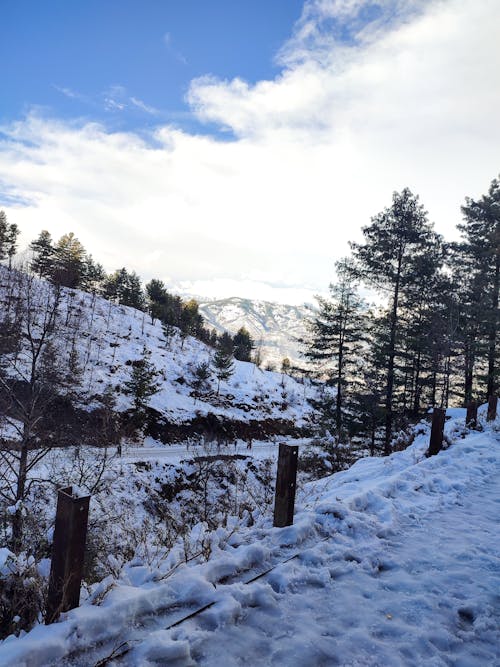 Gratis arkivbilde med dal, evergreens, fjell