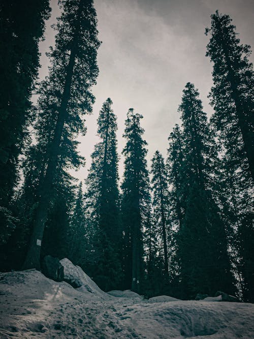 Foto profissional grátis de alto, árvores, com frio
