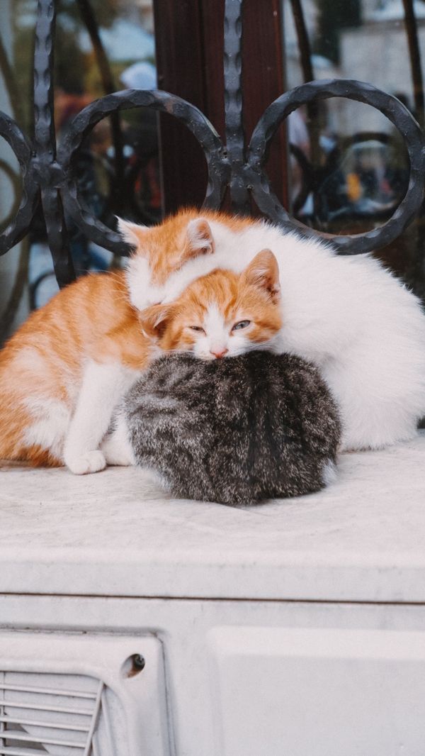 Gatinhos adoráveis aconchegados em uma borda em Istambul, demonstrando calor e afeto.