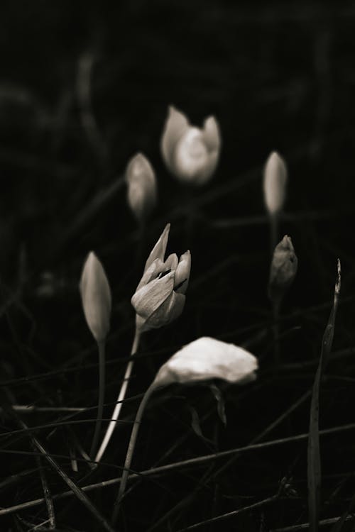 Foto d'estoc gratuïta de blanc, flors, fresc