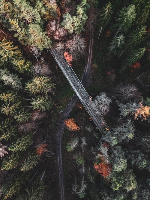 Aerial Photo of an Overpass and Forest 